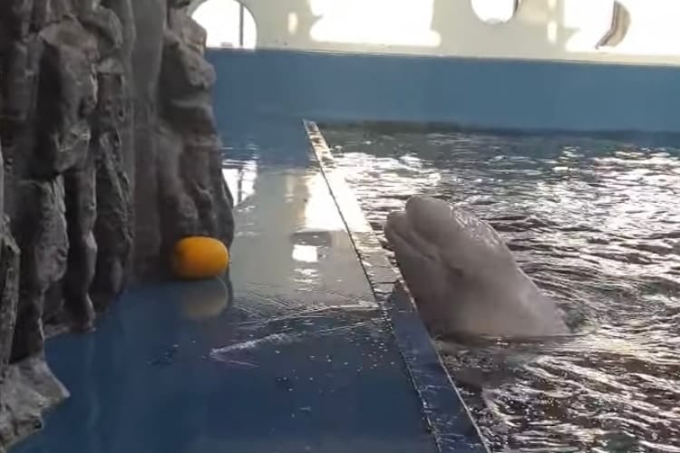 賢すぎる！届かない場所に行ってしまったオモチャをある方法で回収したシロイルカ