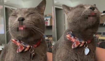 背中を掻かれると、なぜか空気をペロペロしたくなっちゃうネコ、その様子がとてもカワイイ!!