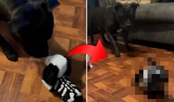 歌って踊る犬型のぬいぐるみを見たピットブル、その反応がおもしろすぎる！