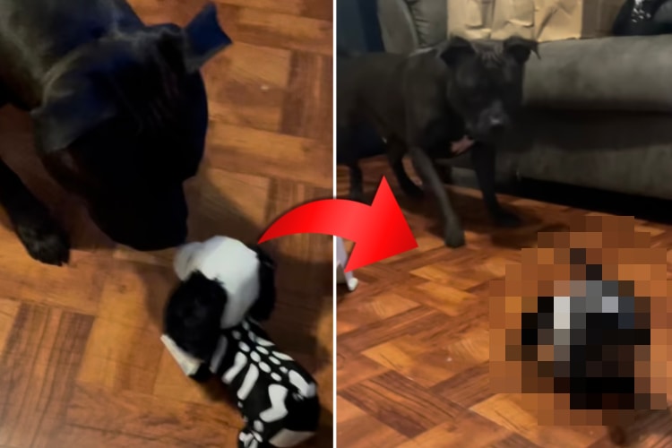 歌って踊る犬型のぬいぐるみを見たピットブル、その反応がおもしろすぎる!