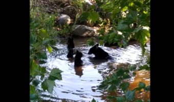 おとぎ話のワンシーンにでも紛れ込んだ?クマたちが楽しそうに水浴びをしているところに遭遇しました