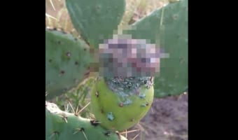 サボテンの果実を採取していたら、ビックリ!果実の中に鳥さんが巣を作っていました!!
