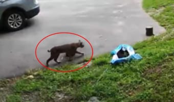 駐車場に姿を見せたボブキャット。スタスタと歩いて行くのかと思いきや・・・意外な姿を見せてくれました！！