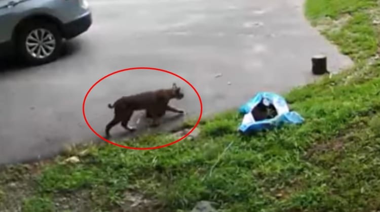 駐車場に姿を見せたボブキャット。スタスタと歩いて行くのかと思いきや・・・意外な姿を見せてくれました！！