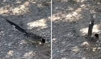 走るのが得意なミチバシリが、長い尾を振ったりする素敵なダンスを披露してくれました！