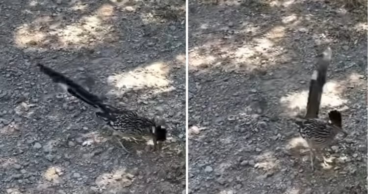 走るのが得意なミチバシリが、長い尾を振ったりする素敵なダンスを披露してくれました！