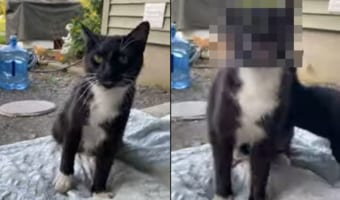 「なにもしてニャイのに・・・」座っていたらボディにお仲間が突っ込んできた不遇すぎるネコちゃん