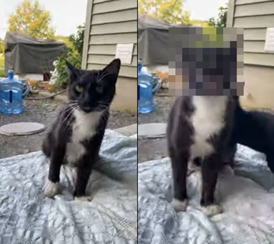 「なにもしてニャイのに・・・」座っていたらボディにお仲間が突っ込んできた不遇すぎるネコちゃん