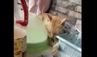 眠っているフリをして魚を奪おうとする賢いネコ。その計画が バレてしまって・・・