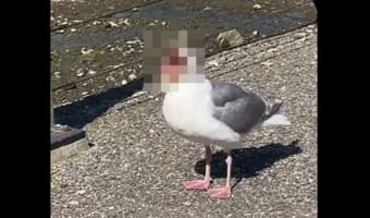 君ってそんな口開くんだ!カモメが大きく口を開いた姿が・・・なんだかちょっと怖い