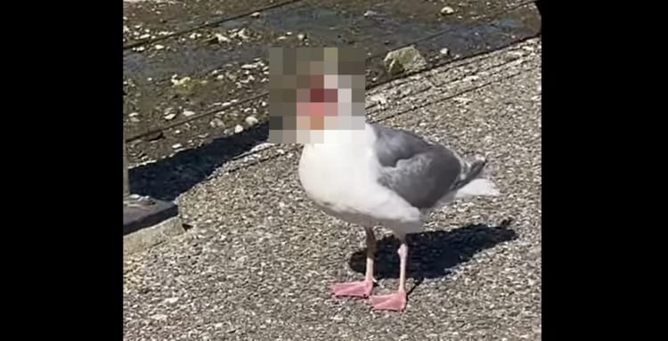 君ってそんな口開くんだ！カモメが大きく口を開いた姿が・・・なんだかちょっと怖い