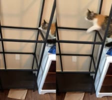 「え？ここにガラスないの？！」棚の上に登ろうとしたネコの身に降りかかった不幸な事故！