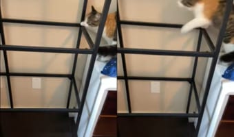 「え？ここにガラスないの？！」棚の上に登ろうとしたネコの身に降りかかった不幸な事故！