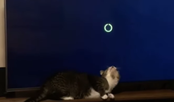 人間的にはローディング時間はもどかしくて嫌なものですが・・・猫にとっては最高の遊び時間だったようです