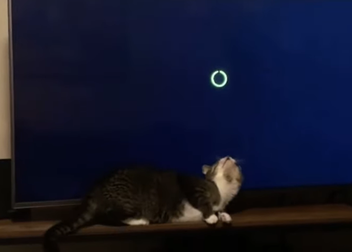 人間的にはローディング時間はもどかしくて嫌なものですが・・・猫にとっては最高の遊び時間だったようです