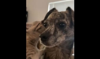 飼い主さんにはナイショのおしゃべり中？愛猫が愛犬にひそひそ話をしていました！