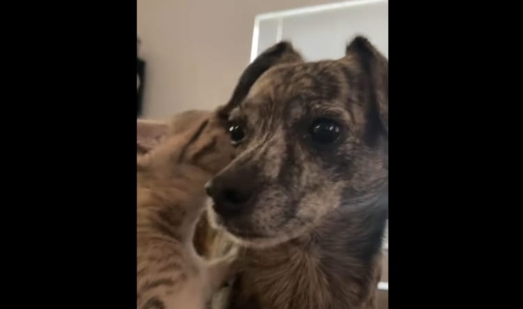 飼い主さんにはナイショのおしゃべり中？愛猫が愛犬にひそひそ話をしていました！