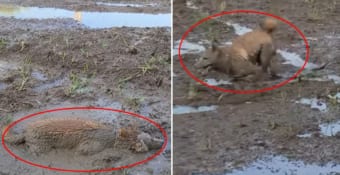 ワンコは泥遊び満喫して楽しそう！！・・・けど、飼い主さんはこの後大変なんだろうなぁ