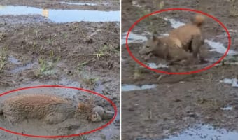 ワンコは泥遊び満喫して楽しそう!!・・・けど、飼い主さんはこの後大変なんだろうなぁ