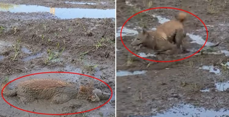 ワンコは泥遊び満喫して楽しそう！！・・・けど、飼い主さんはこの後大変なんだろうなぁ