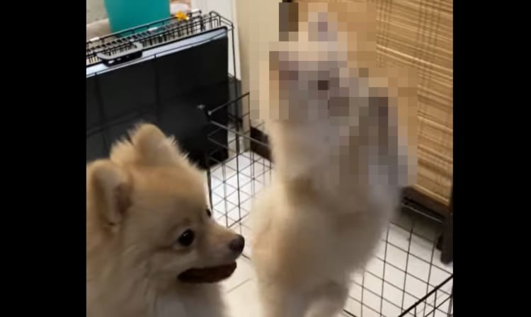 【このおねだりは反則】ついご飯をあげたくなるかわいいおねだりポーズを披露するワンコ