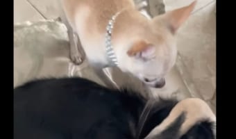 「遊ぼ！遊ぼ！！」遊びたい子犬にせっつかれるイヌが見せた態度が、申し訳ないけど・・・笑える