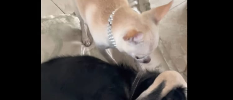 「遊ぼ！遊ぼ！！」遊びたい子犬にせっつかれるイヌが見せた態度が、申し訳ないけど・・・笑える