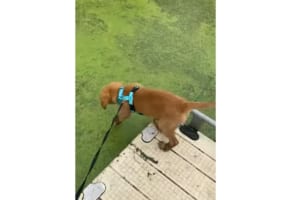 残念だけど、そこは芝生じゃないんだ。遊歩道の先まで歩いて行ってしまった子犬に起きた笑えてしまう悲劇