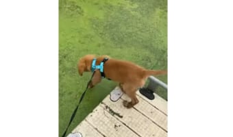 残念だけど、そこは芝生じゃないんだ。遊歩道の先まで歩いて行ってしまった子犬に起きた笑えてしまう悲劇