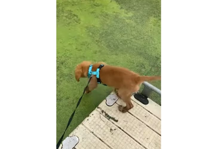 残念だけど、そこは芝生じゃないんだ。遊歩道の先まで歩いて行ってしまった子犬に起きた笑えてしまう悲劇