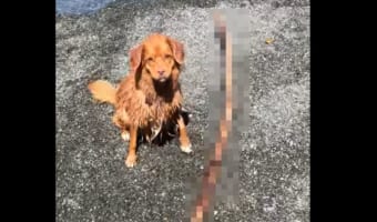 「ねえ、取ってくるからこれ投げて！」興奮気味のイヌが投げて！とおねだりしてきた木の枝が・・・ちょっとデカすぎ！！