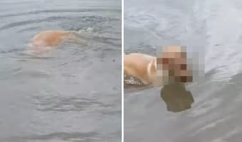 ずっと水中に潜っているなと思ったら・・・。ワンコは水底の『ある物』を取るのに夢中になっていました！