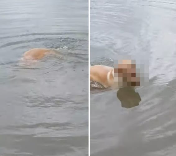 ずっと水中に潜っているなと思ったら・・・。ワンコは水底の『ある物』を取るのに夢中になっていました！