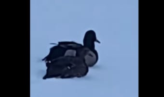 アヒルってそんなところも『泳げ』たんだ・・・。冬にアヒルがなんと○○の上を泳いでいました!!