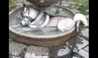 噴水の中で体を冷やすイヌ。その姿がなんだか雰囲気出てる・・・