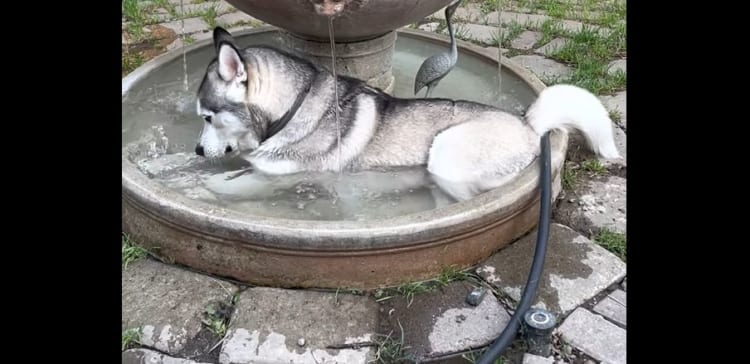 噴水の中で体を冷やすイヌ。その姿がなんだか雰囲気出てる・・・