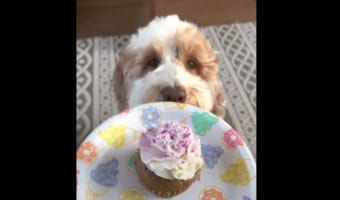 お誕生日を迎えたワンコ。お祝いされるはずが、予想もしないの悲劇が・・・