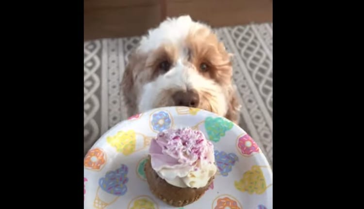 お誕生日を迎えたワンコ。お祝いされるはずが、予想もしないの悲劇が・・・