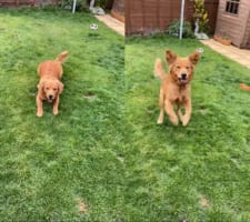 「ぴょーん！」ジャンプするイヌ。その姿がまるでカエルみたい！