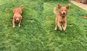 「ぴょーん！」ジャンプするイヌ。その姿がまるでカエルみたい！