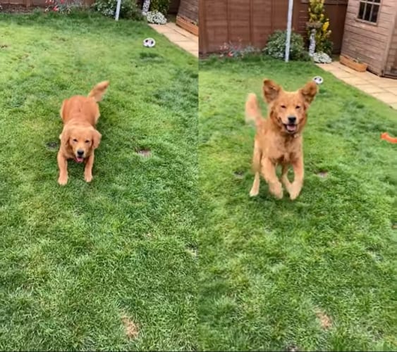 「ぴょーん！」ジャンプするイヌ。その姿がまるでカエルみたい！