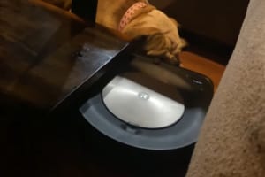 どっちもガンコ？絶対寝てたいブルドッグVSお掃除を使命とするロボット掃除機