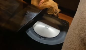 どっちもガンコ?絶対寝てたいブルドッグVSお掃除を使命とするロボット掃除機
