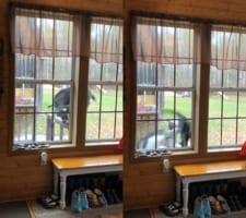 お気に入りスポットを取り合っていたヤギとネコ。狭い手すりの上でわちゃわちゃしていた結果・・・