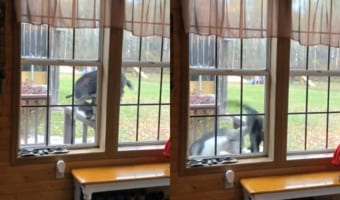 お気に入りスポットを取り合っていたヤギとネコ。狭い手すりの上でわちゃわちゃしていた結果・・・