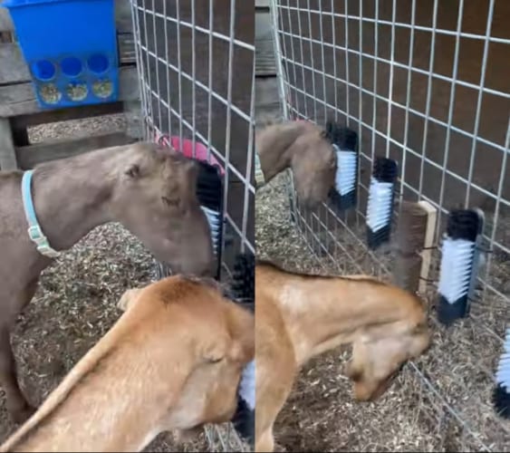 フェンスにいくつも設置されたブラシ。これはヤギたちの最高の癒しグッズだったのです