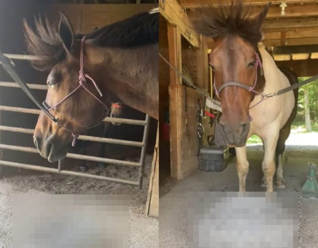 「ここからもう動きたくない・・・。暑すぎておウマさんは◯◯◯の上から身動きとりたくないようです