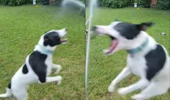 テンション爆上げ!ホースから出る水を追いかけるのが楽しすぎるワンコ