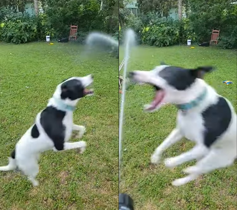 テンション爆上げ！ホースから出る水を追いかけるのが楽しすぎるワンコ