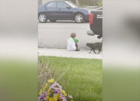 男の子が悲しんでいることに気づいたネコ。その後にとった行動に胸を打たれる